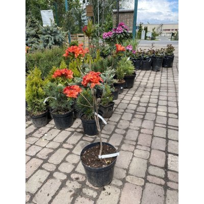 Саджанці купити Азалія великоквіткова (Rhododendron hybrid) "Feuerwerk"/Н 50 см/контейнер С5 L