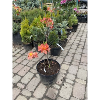 Саджанці купити Азалія великоквіткова (Rhododendron hybrid) "Juanita"/Н 50 см/контейнер С5 L