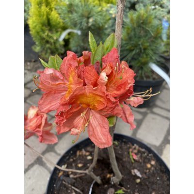 Саджанці купити Азалія великоквіткова (Rhododendron hybrid) "Juanita"/Н 50 см/контейнер С5 L