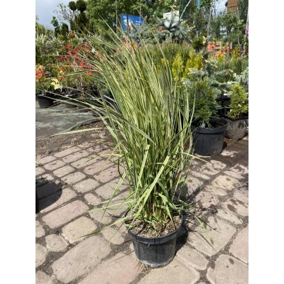 Саджанці купити Війник гостроквітковий "Овердам"/ (Calamagrostis acutiflora) "Overdam" / контейнер С2 L