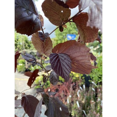 Саджанці купити Ліщина звичайна (Corylus avellana) "Rode Zellernoot" /Н 170-210 см/контейнер