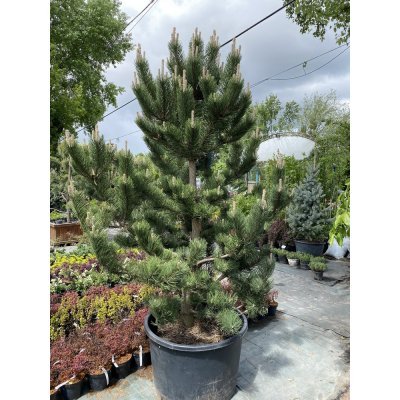 Саджанці купити Сосна чорна (Pinus nigra) "Oregon Green" /H 220-240 см+/ кому