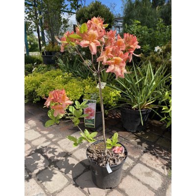 Саджанці купити Азалія великоквіткова (Rhododendron hybrid) "Pink Delight"/Н 50 см/контейнер С5 L