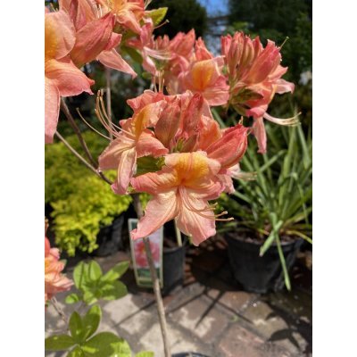 Саджанці купити Азалія великоквіткова (Rhododendron hybrid) "Pink Delight"/Н 50 см/контейнер С5 L