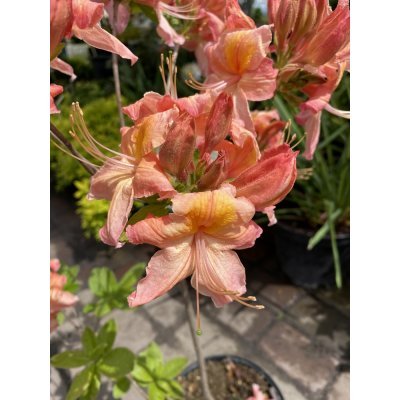 Саджанці купити Азалія великоквіткова (Rhododendron hybrid) "Pink Delight"/Н 50 см/контейнер С5 L