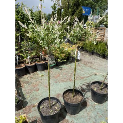 Саджанці купити Верба цільнолиста (Salix integra) "Hakuro nishiki" /Stam 110-130 см/ контейнер С7.5 L