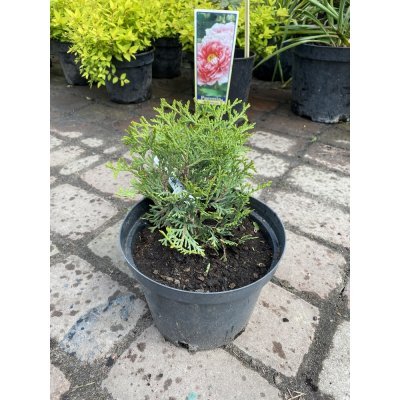 Саджанці купити Туя західна (Thuja occidentalis) "Little Gem"/контейнер С2 L