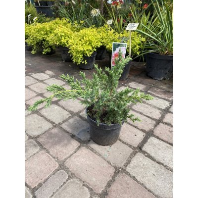Саджанці купити Ялівець китайський "Блю Альпс"/ Juniperus chinensis "Blue Alps" / контейнер C2 L