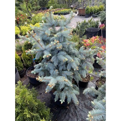 Саджанці купити Ялина колюча (Picea pungens) "Schovenhorst"/H 100-105 см/контейнер C25 L