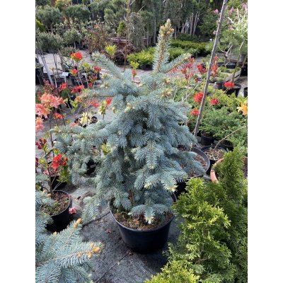 Саджанці купити Ялина колюча (Picea pungens) "Schovenhorst"/H 100-105 см/контейнер C25 L