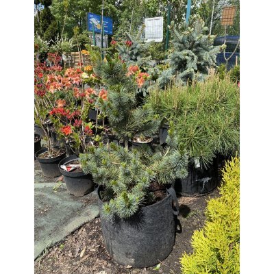 Саджанці купити Сосна дрібноквіткова (Pinus parviflora) "Glauca" / H 70 см / контейнер big bag