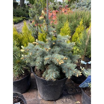Саджанці купити Ялина колюча (Picea pungens) "Bialobok" / H 50 см / контейнер