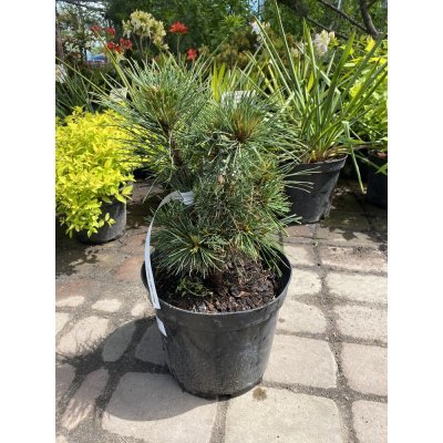 Саджанці купити Сосна кедрова (Pinus cembra) "Stricta" /Н 35-40 см/контейнер