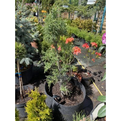 Саджанці купити Сосна веймутова (Pinus strobus) "Tortuosa" /Н 90 см/ контейнер big bag