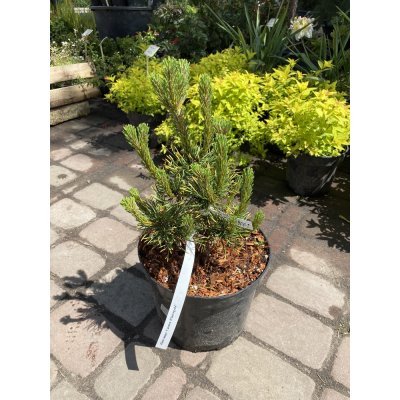 Саджанці купити Сосна гірська (Pinus mugo) "Winter Gold" /Н 35-40 см/контейнер С5 L