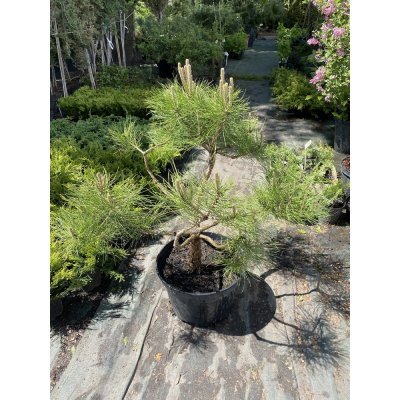 Саджанці купити Сосна густокольорова (Pinus densiflora) "Compacta" Ніваки /H 80хD100 см/контейнер