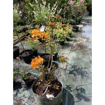 Саджанці купити Рододендрон листопадний / азалія великоквіткова (Rhododendron hybrid) "Klondyke"/H 80-100 см/ контейнер big bag