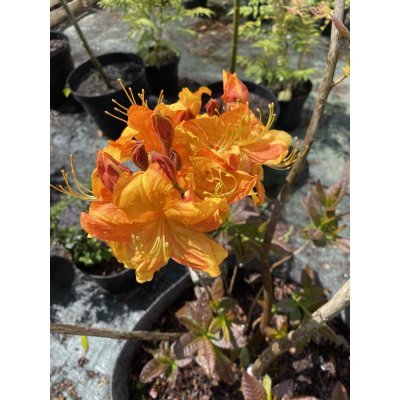 Саджанці купити Рододендрон листопадний / азалія великоквіткова (Rhododendron hybrid) "Klondyke"/H 80-100 см/ контейнер big bag