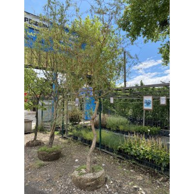Саджанці купити Верба Матсуди (Salix Matsudana) /Н 200-300 см/ ком