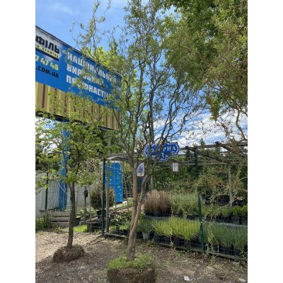 Саджанці купити Верба Матсуди (Salix matsudana) "Tortuosa" / Н 500 см / АЛЕ 25 см / ком