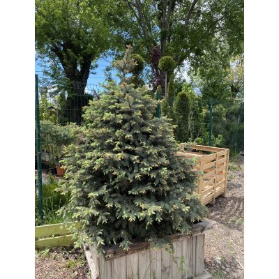 Саджанці купити Ялина колюча (Picea Pungens) блакитна "Kaibab" /H 230+ см/ ком