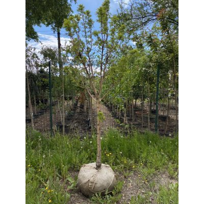 Саджанці купити Ясен золотистий (Fraxinus Golden) "Jaspidea" /Н 250 см+/АЛЕ 13-16 см/ кому