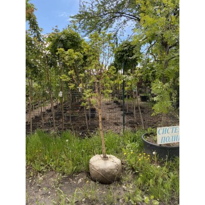 Саджанці купити Ясен золотистий (Fraxinus Golden) "Jaspidea" /Н 250 см+/АЛЕ 13-16 см/ кому