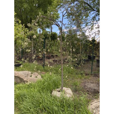 Саджанці купити Горобина звичайна (Sorbus aucuparia) "Pendula" /Stam 150-200 см/АЛЕ 14-16 см/ кому