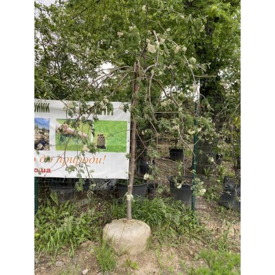 Саджанці купити Горобина звичайна (Sorbus aucuparia) "Pendula" /Stam 150-200 см/АЛЕ 14-16 см/ кому
