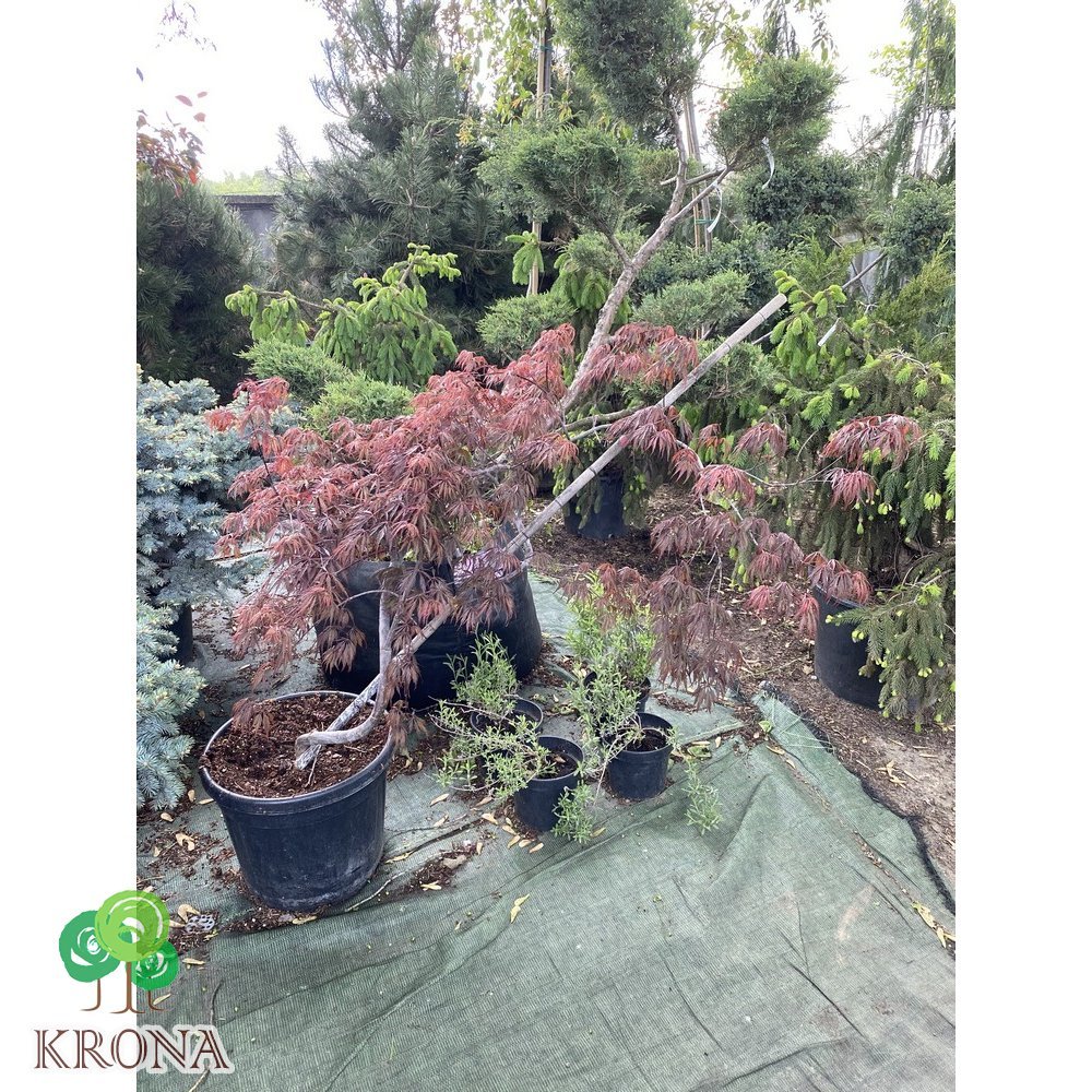 Саджанці купити Клен пальмолистий (Acer palmatum) "Tamukeyama"/H 100-120 см/контейнер С30 L