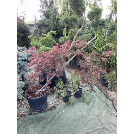 Клен пальмолистий (Acer palmatum) "Tamukeyama"/H 100-120 см/контейнер С30 L