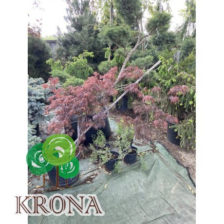 Саджанці купити Клен пальмолистий (Acer palmatum) "Tamukeyama"/H 100-120 см/контейнер С30 L