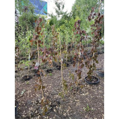Саджанці купити Бук лісовий (Fagus sylvatica) "Purple Fountain" /Н 100-120 см/контейнер С7.5 L