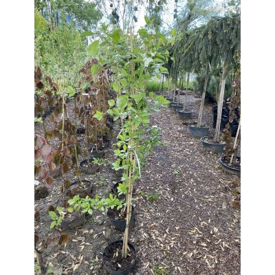 Саджанці купити Глід точковий (Crataegus punctata) "Aurea"/H150-220 см/контейнер С7.5 L