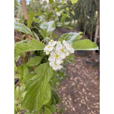 Саджанці купити Глід точковий (Crataegus punctata) "Aurea"/H150-220 см/контейнер С7.5 L