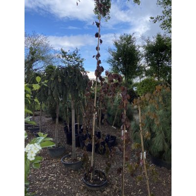 Саджанці купити Бук лісовий (Fagus sylvatica) "Purple Fountain" /Н 200-220 см/контейнер С12 L