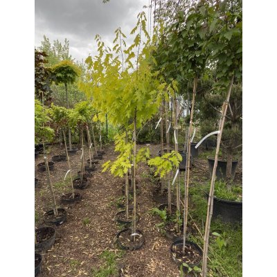 Саджанці купити Дуб червоний (Quercus rubra) "Aurea" /Н 200 см+/ контейнер С10 L