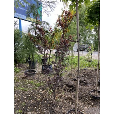Саджанці купити Слива розчепірена (Prunus cerasifera) "Nigra" /Н 240-260 см/АЛЕ 8-10 см/контейнер