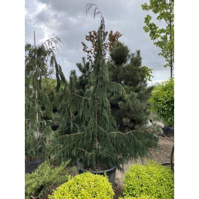 Саджанці купити Кіпарисовик нутканський (Chamaecyparis nootkatensis) "Pendula" /H 220-240 см/ контейнер С25 L