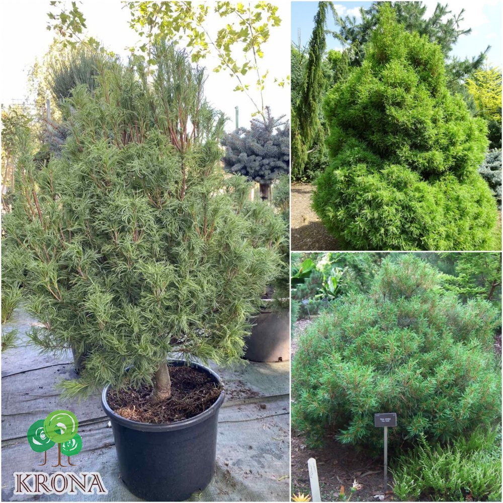Саджанці купити Сосна веймутова (Pinus strobus) "Tiny Curls" /Н 110 см/контейнер