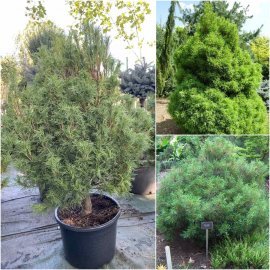Сосна веймутова (Pinus strobus) "Tiny Curls" /Н 110 см/контейнер