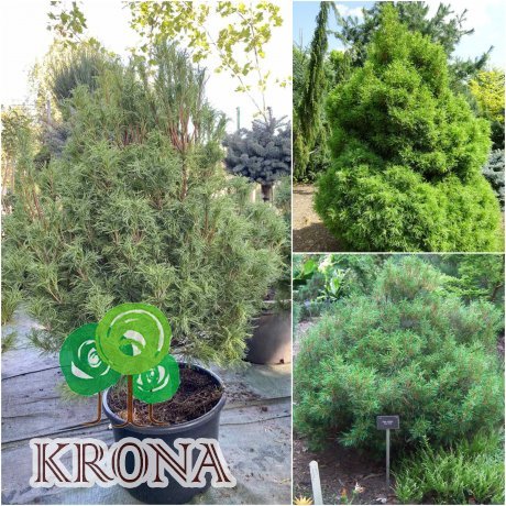 Саджанці купити Сосна веймутова (Pinus strobus) "Tiny Curls" /Н 110 см/контейнер