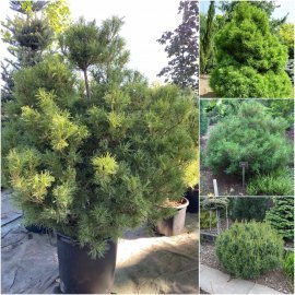 Сосна веймутова (Pinus strobus) "Tiny Curls" /Н 130 см/контейнер