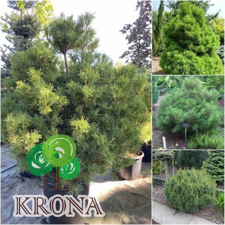 Саджанці купити Сосна веймутова (Pinus strobus) "Tiny Curls" /Н 130 см/контейнер