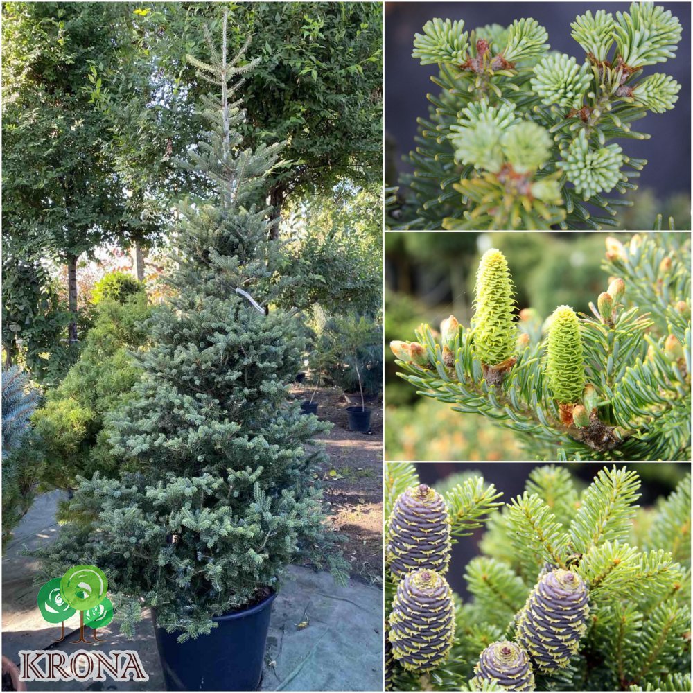 Саджанці купити Ялиця корейська (Abies koreanа) "Blauer Pfiff" / H 240 см / контейнер
