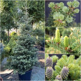Ялиця корейська (Abies koreanа) "Blauer Pfiff" / H 240 см / контейнер