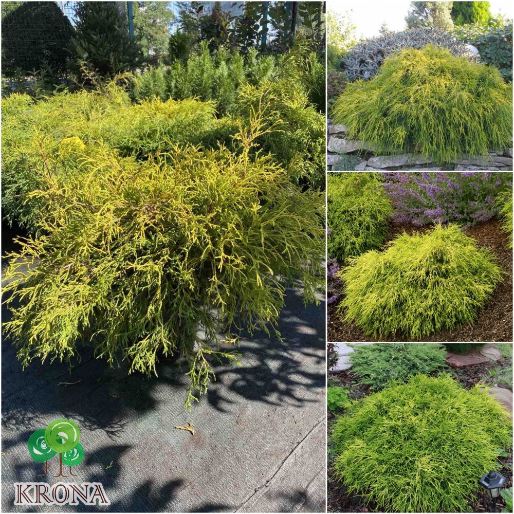 Саджанці купити Кипарисовик горохоплідний (Chamaecyparis pisifera) "Sungold" / контейнер C5 L