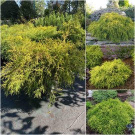 Кипарисовик горохоплідний (Chamaecyparis pisifera) "Sungold" / контейнер C5 L