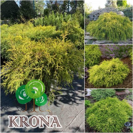 Саджанці купити Кипарисовик горохоплідний (Chamaecyparis pisifera) "Sungold" / контейнер C5 L
