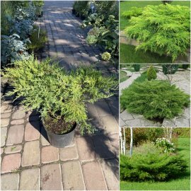 Ялівець середній (Juniperus media) "Pfitzeriana Compacta"/контейнер C5 L